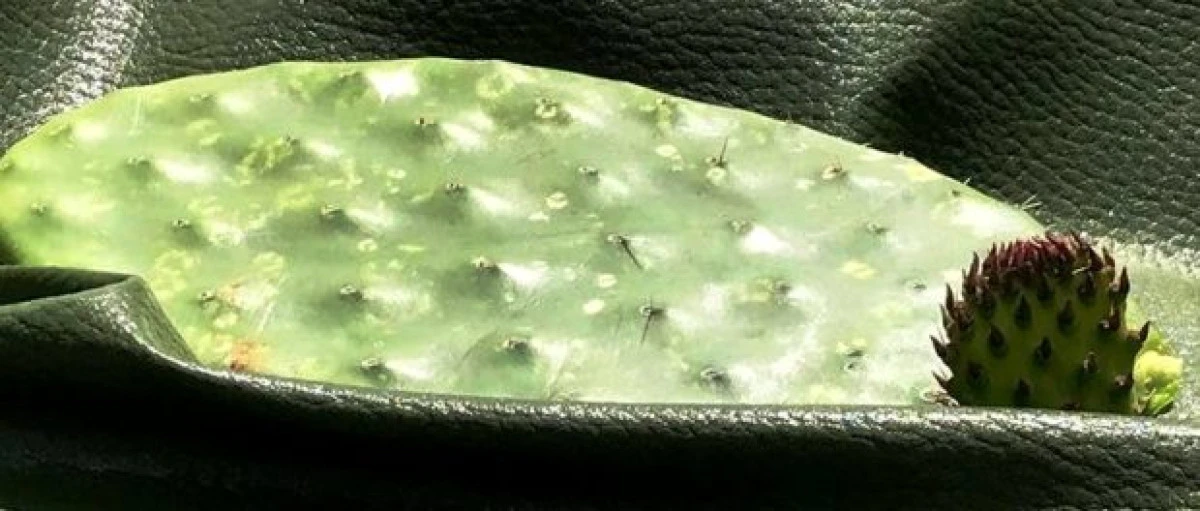 Doi mexicani au creat „pielea” vegetală din frunze de cactus