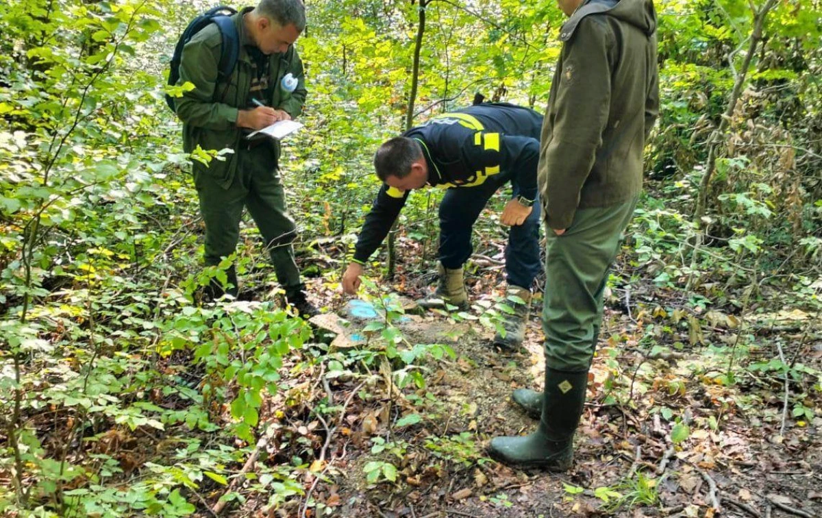 Dosar penal pentru tăiere fără drept și furt de material lemnos, la Hălmagiu