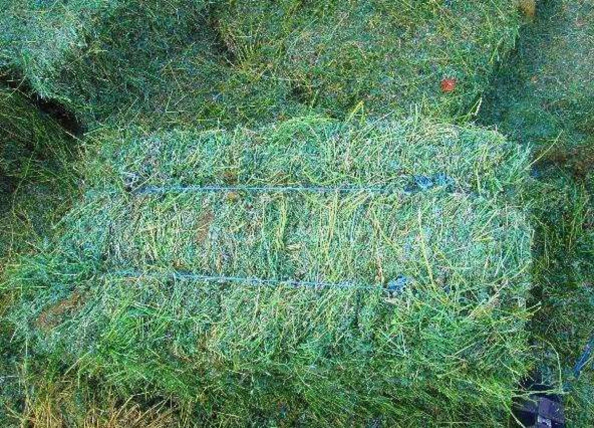 Dosar penal pentru trei bărbați din Chier care au furat baloți de lucernă