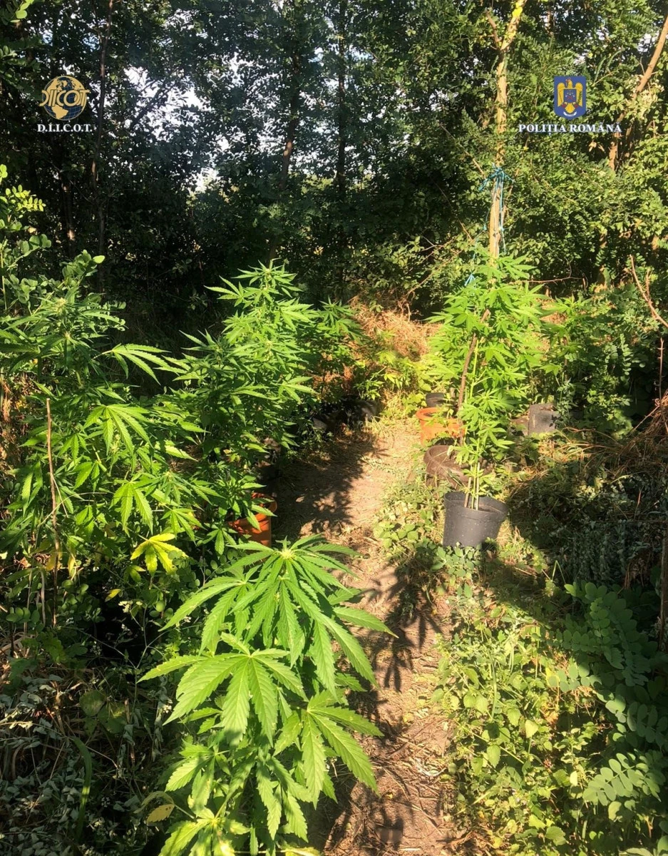 Două persoane din Arad, prinse în flagrant în timp ce comercializau și creșteau cannabis