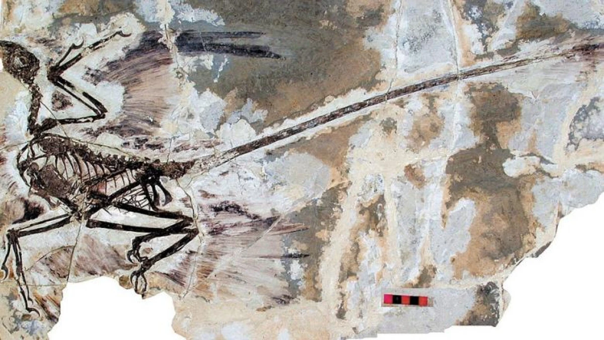 ”Dragonul dansator”, o nouă specie de dinozaur descoperită în China