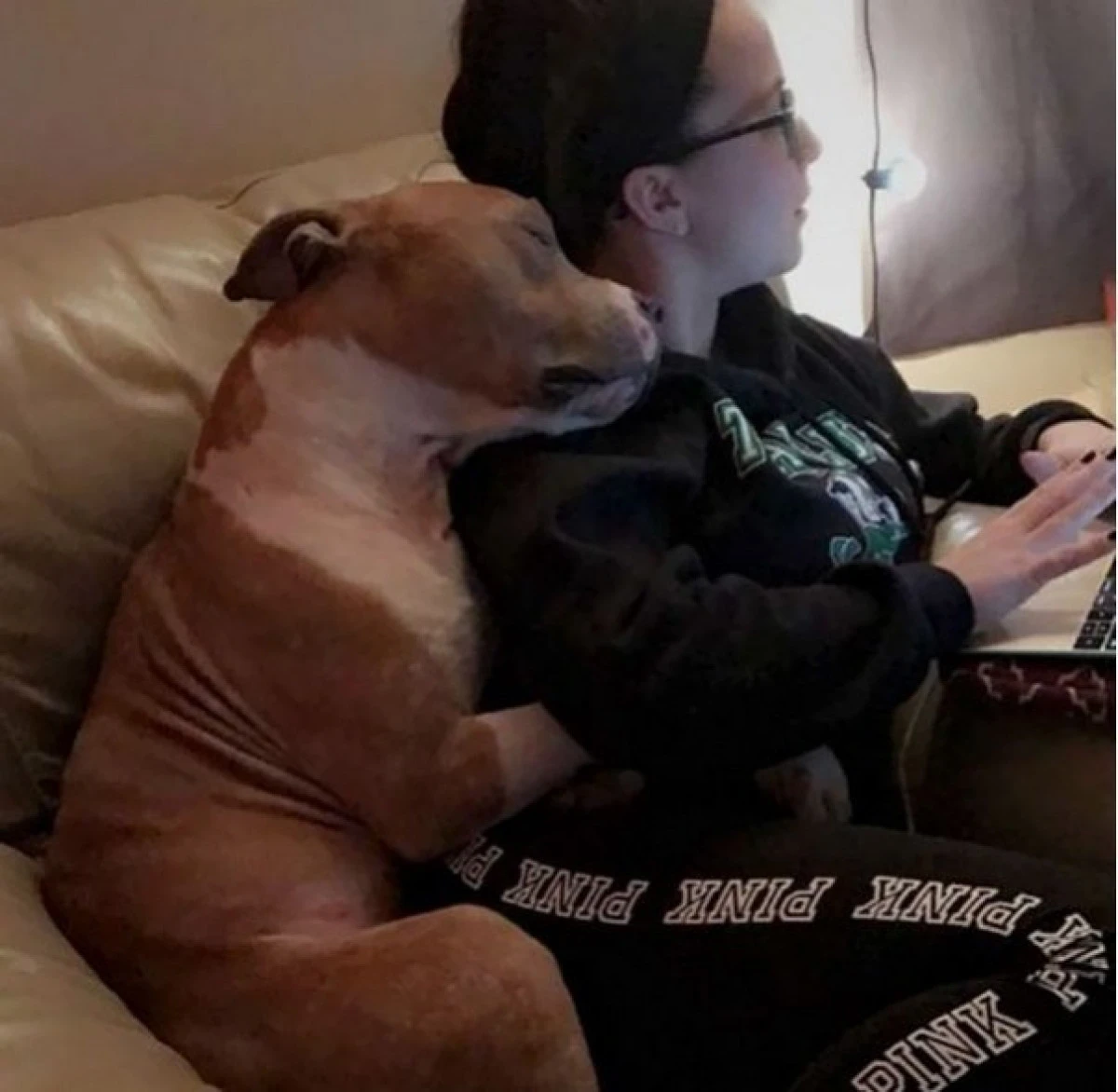 Dragostea unui pitbull față de stăpâna lui care l-a salvat de pe stradă face înconjurul lumii