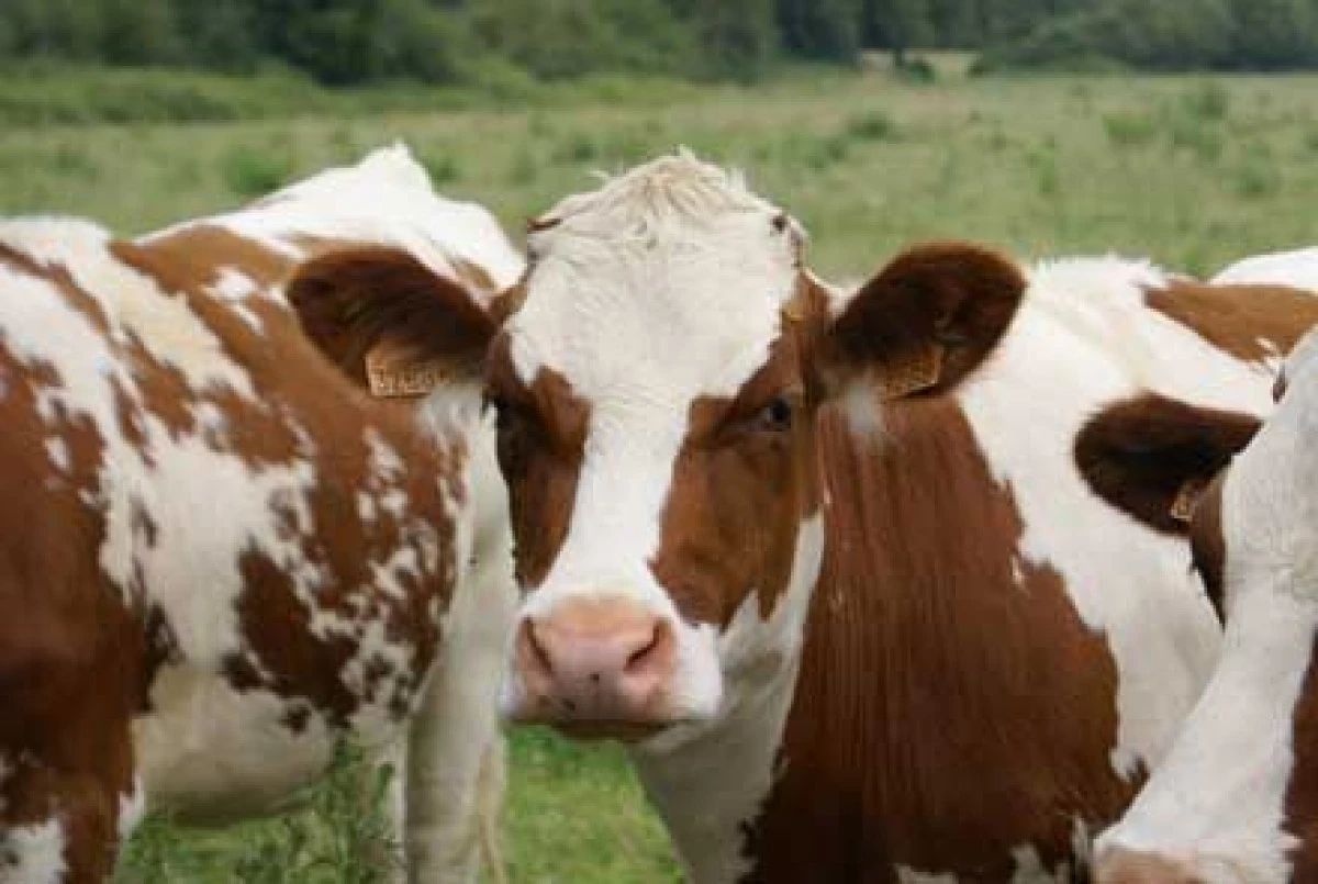 DSV Arad blochează transporturile de animale din Ungaria, din cauza focarelor de febră aftoasă