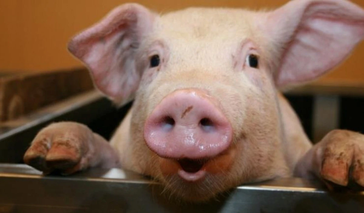 DUPĂ 70 DE ANI DE STAGNARE, ROMÂNIA POATE EXPORTA PORCI VII