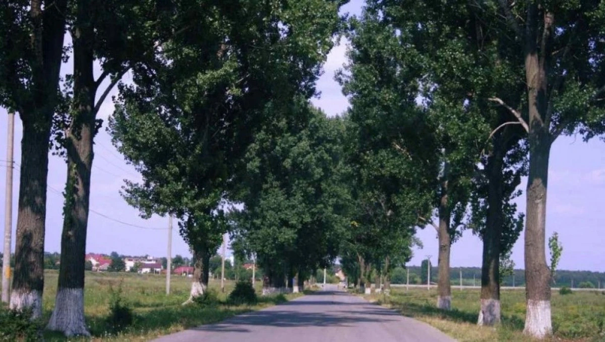 DUPA MOARTEA DOCTORULUI BAN, CJA TAIE COPACII DE PE DRUMURILE JUDETENE