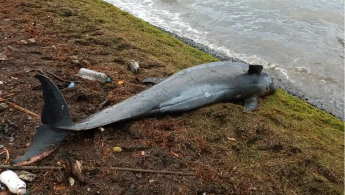”E mai rău decât un coșmar”. Cel puțin 17 delfini au fost găsiți morți pe coasta insulei Mauritius