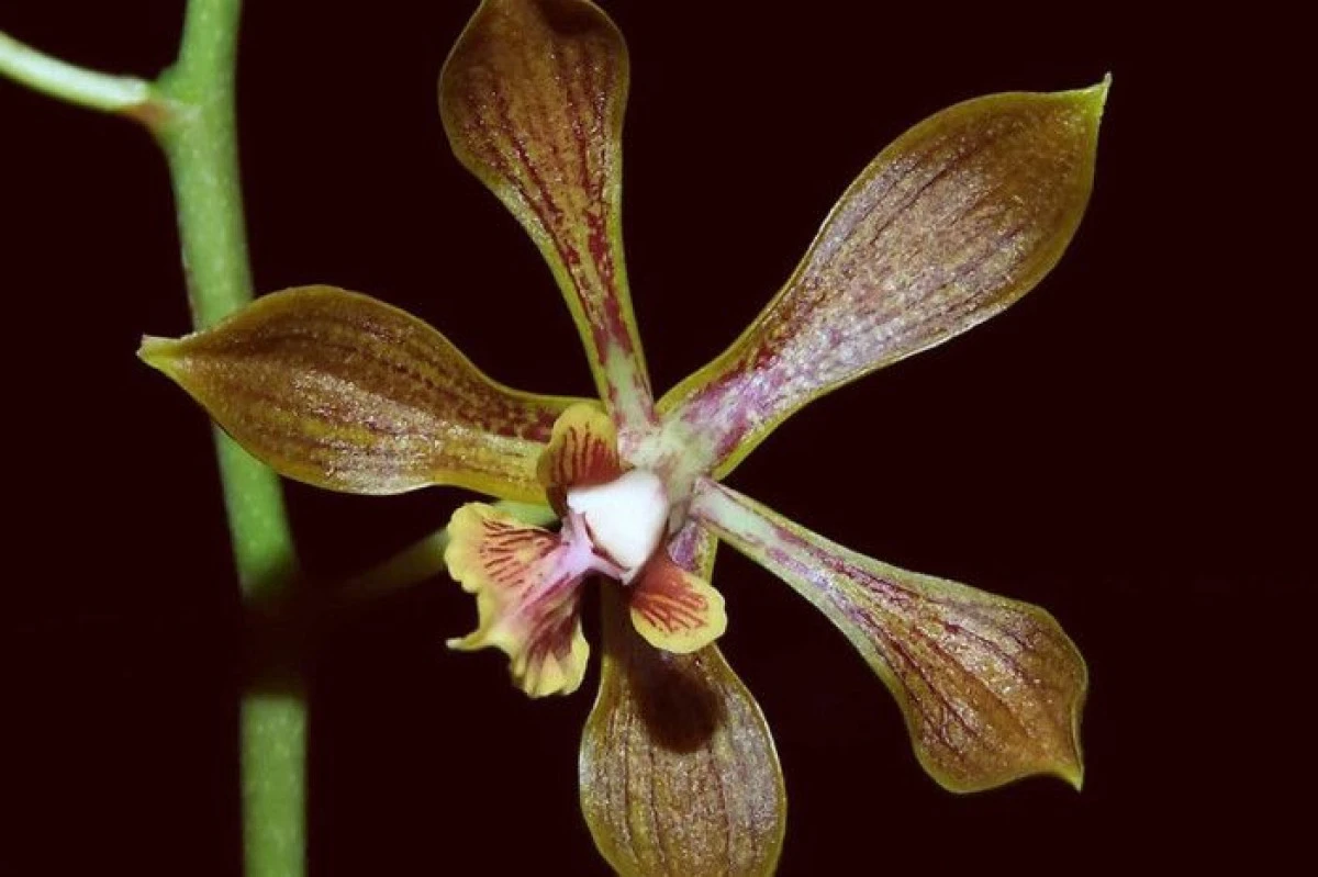 ENCYCLIA INOPINATA - O NOUA SPECIE DE ORHIDEE DESCOPERITA IN MEXIC