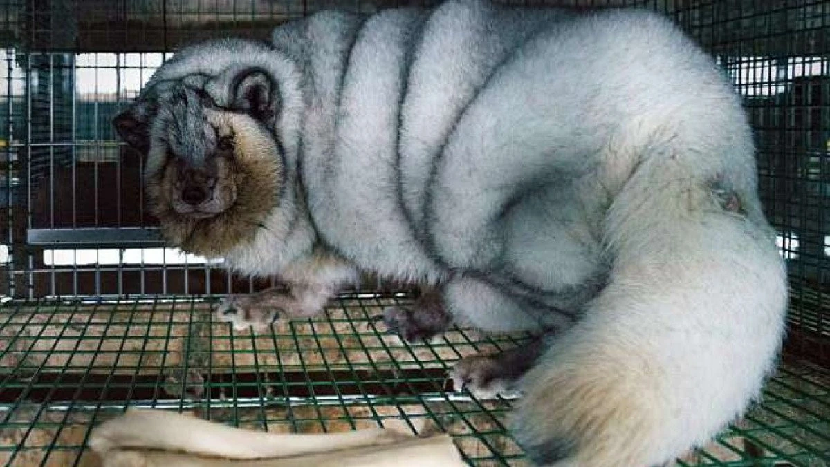 Estonia va interzice fermele de animale crescute pentru blănuri până în 2025