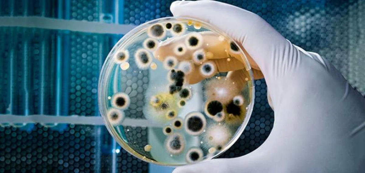 Europa, în alertă! A fost descoperită o superbacterie care poate provoca grave infecții pulmonare și ale sângelui
