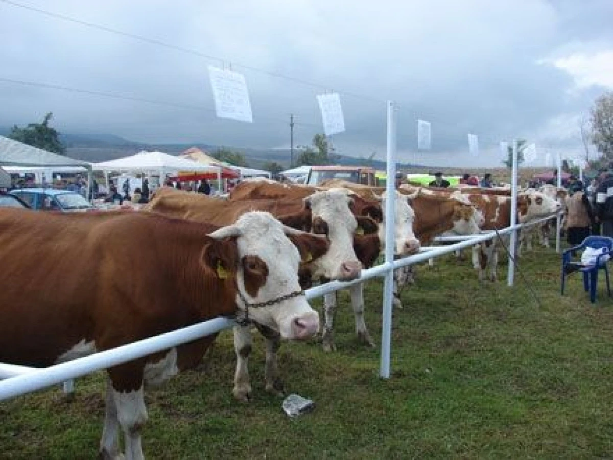 EXCLUSIV: PIETELE DE ANIMALE DIN JUDET SE INCHID DIN CAUZA BOLII LIMBII ALBASTRE