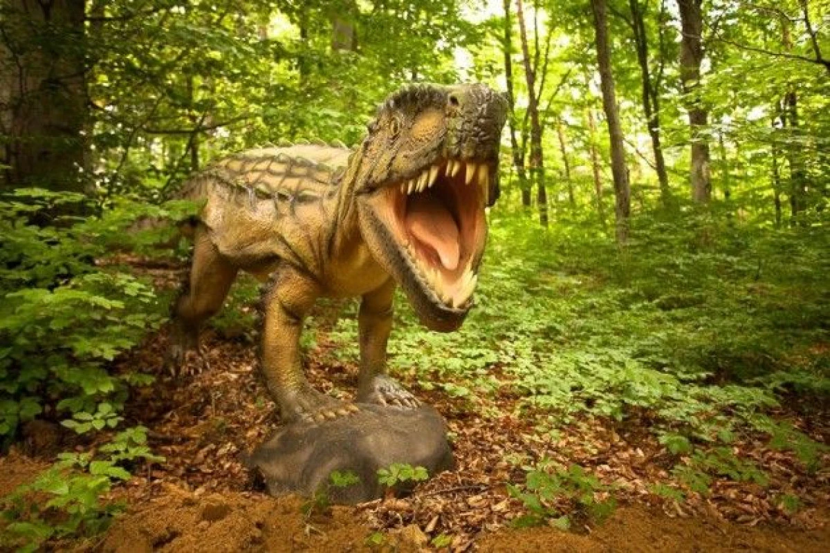 EXPOZIȚIE DE ROCI ȘI FOSILE UNICĂ ÎN ROMÂNIA, LA RÂȘNOV