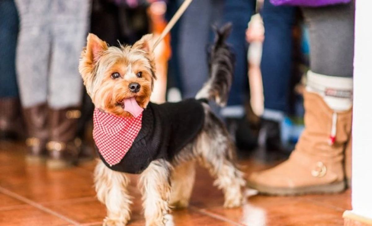 Facultatea din România unde studenții au voie cu animalele de companie la cursuri