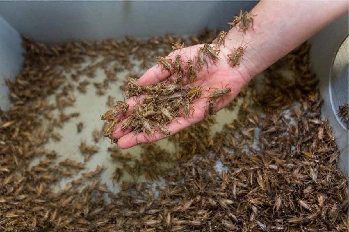 Făina de insecte, interzisă printr-un proiect de lege