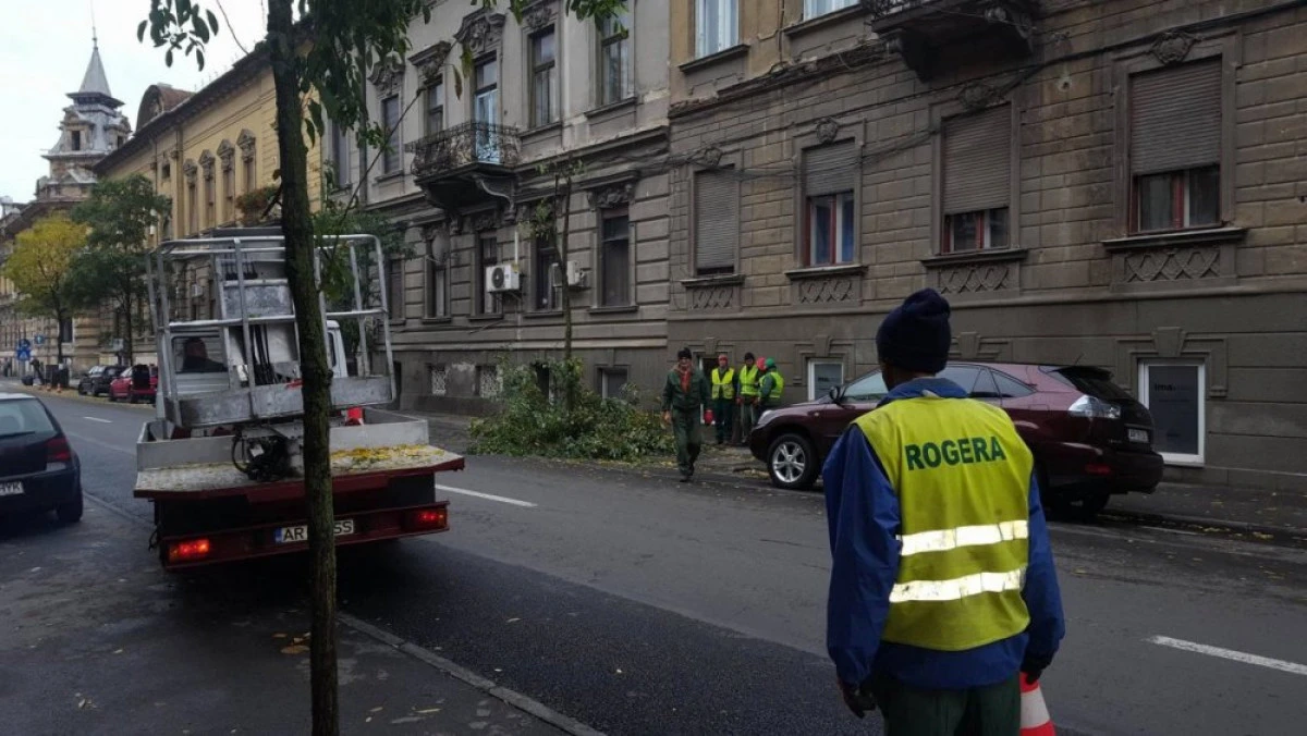 Falcă a masacrat pomii de pe „Decebal”, deşi vrea ca Aradul să fie Capitală Verde Europeană