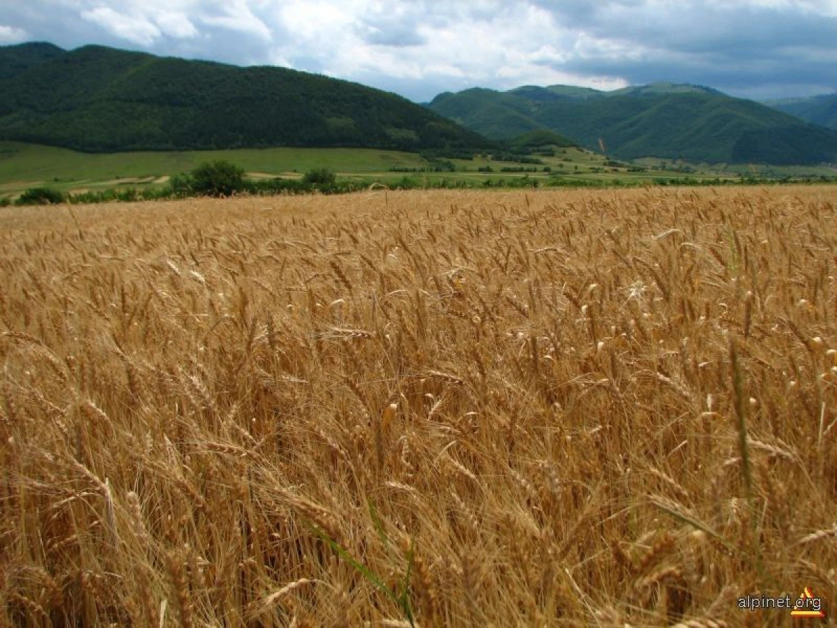 FEDERATIA PRODUCATORILOR AGRICOLI: PESTE 6% DIN PRODUCTIA DE GRAU DIN ACEST AN A FOST MANCATA DE SOARECI