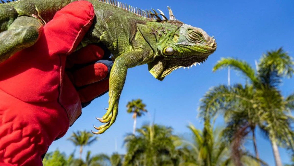 Fenomen neobișnuit în Florida. Este atât de frig, încât iguanele înghețate cad din copaci