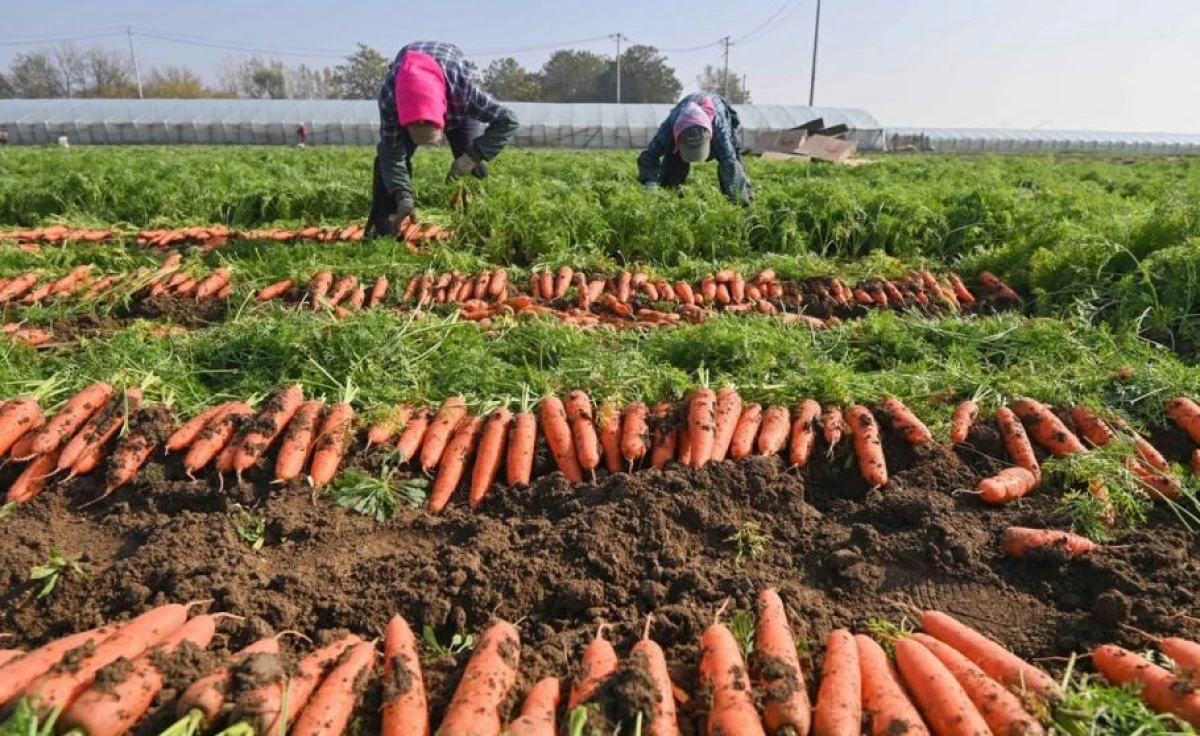 Fermierii chinezi, forţaţi să îşi distrugă recoltele pentru a preveni răspândirea COVID-19