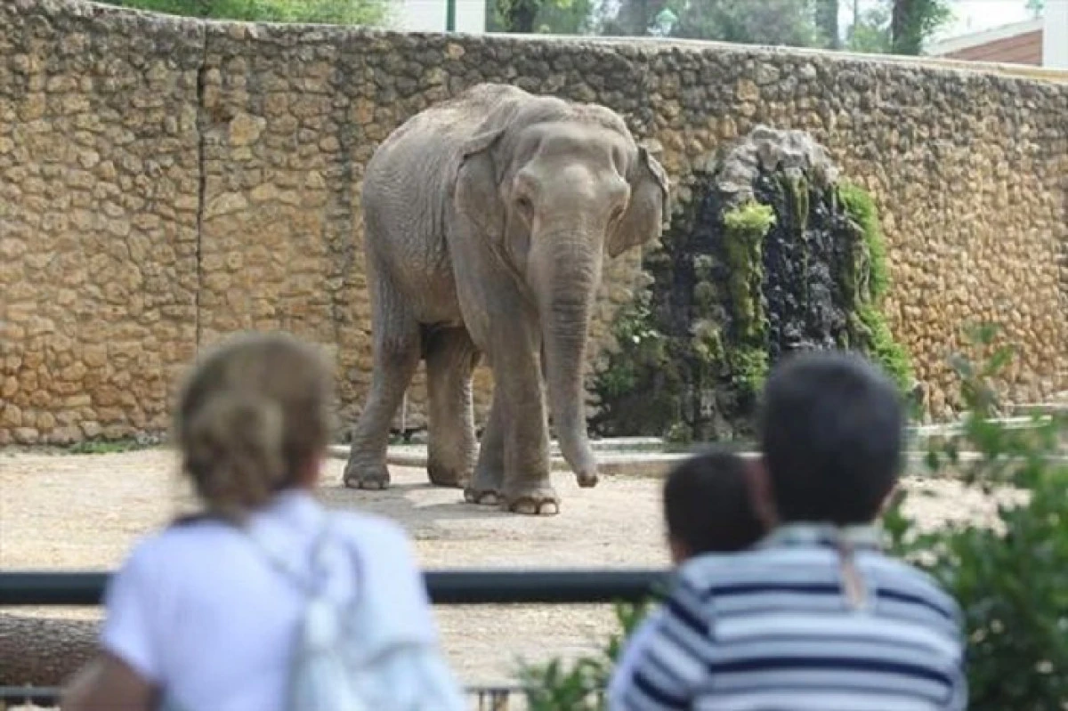 Flavia, ”cel mai trist elefant din lume”, a murit după 43 de ani petrecuţi în singurătate