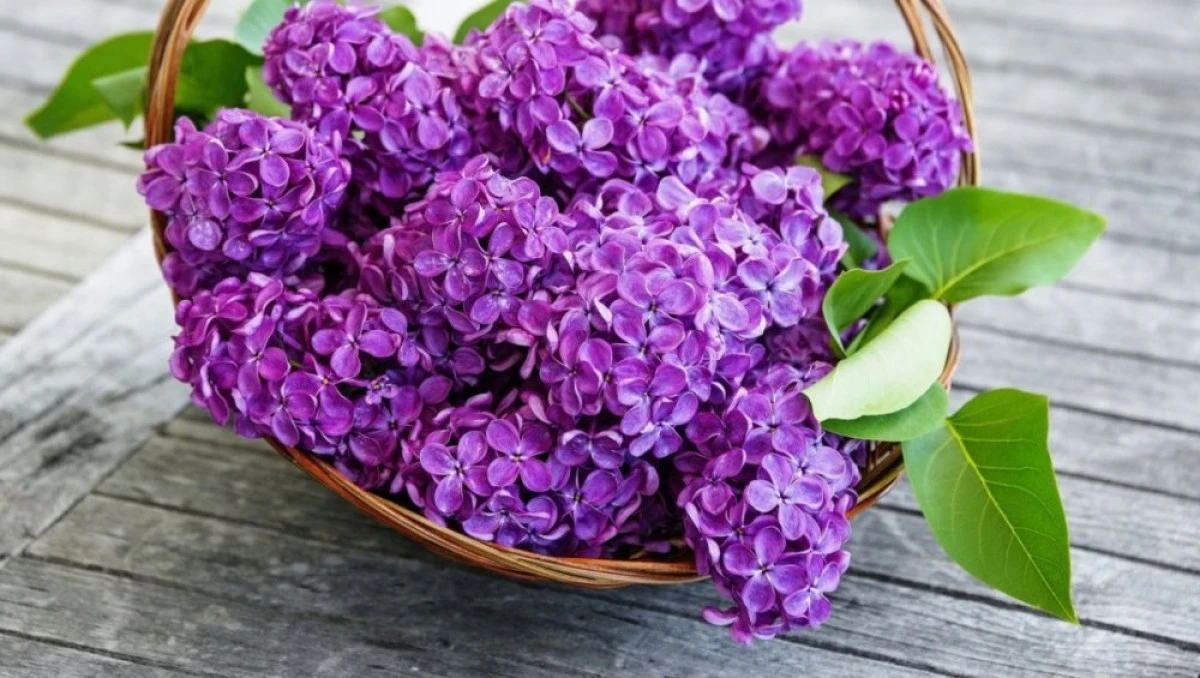 FLORILE DE LILIAC, ÎN TRATAMENTELE NATURISTE