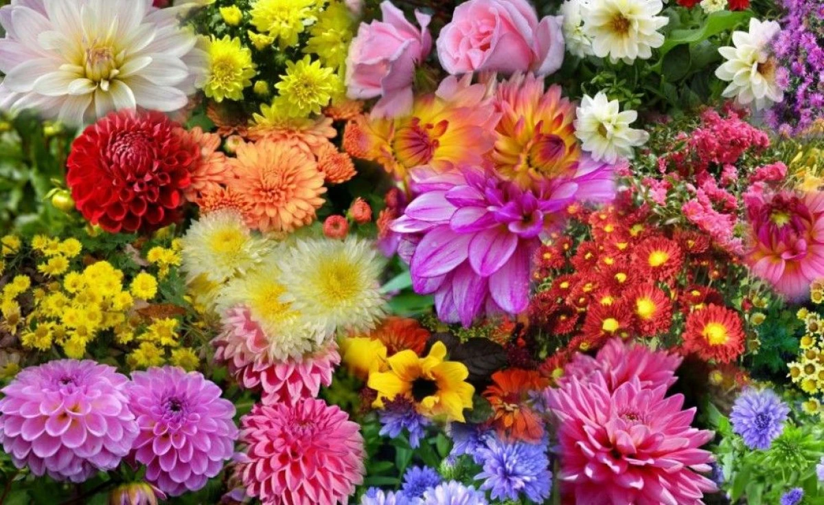 FLORILE DE TOAMNĂ ŞI ÎNGRIJIREA LOR