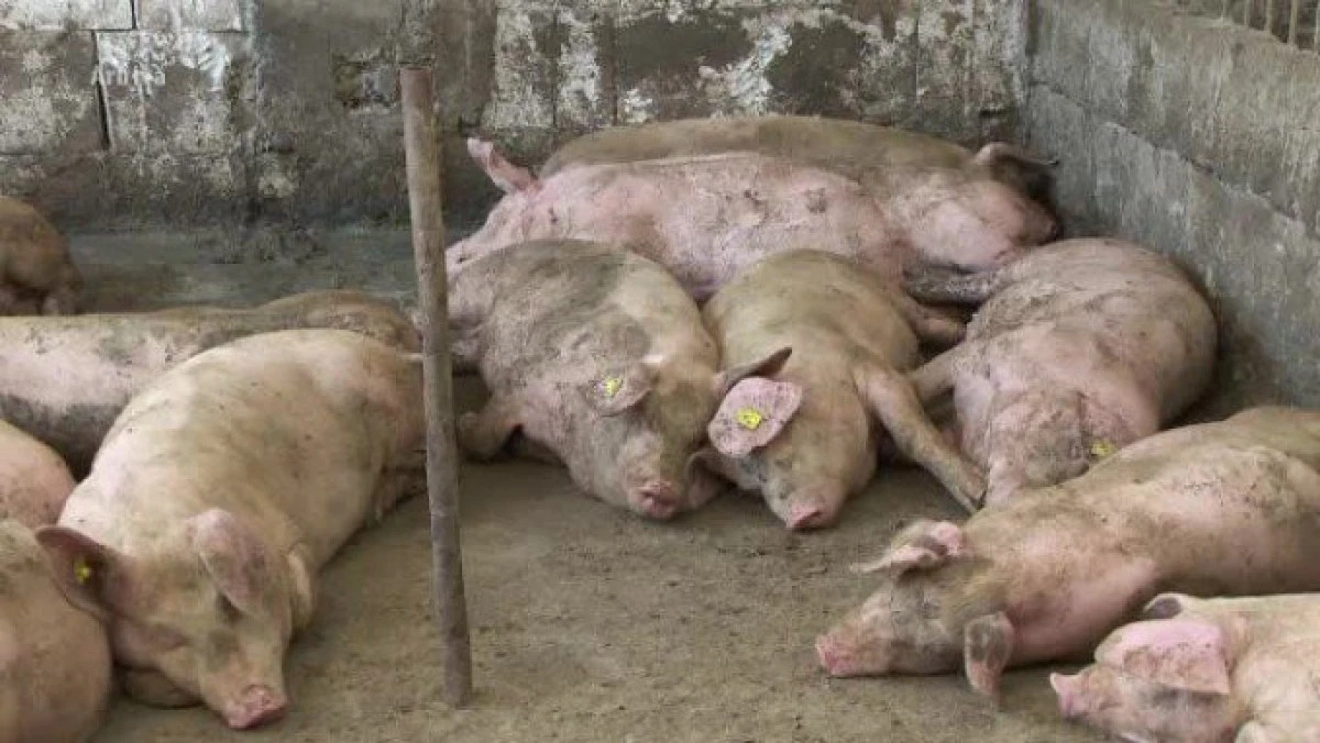Focar de pestă porcină în comuna Frumușeni