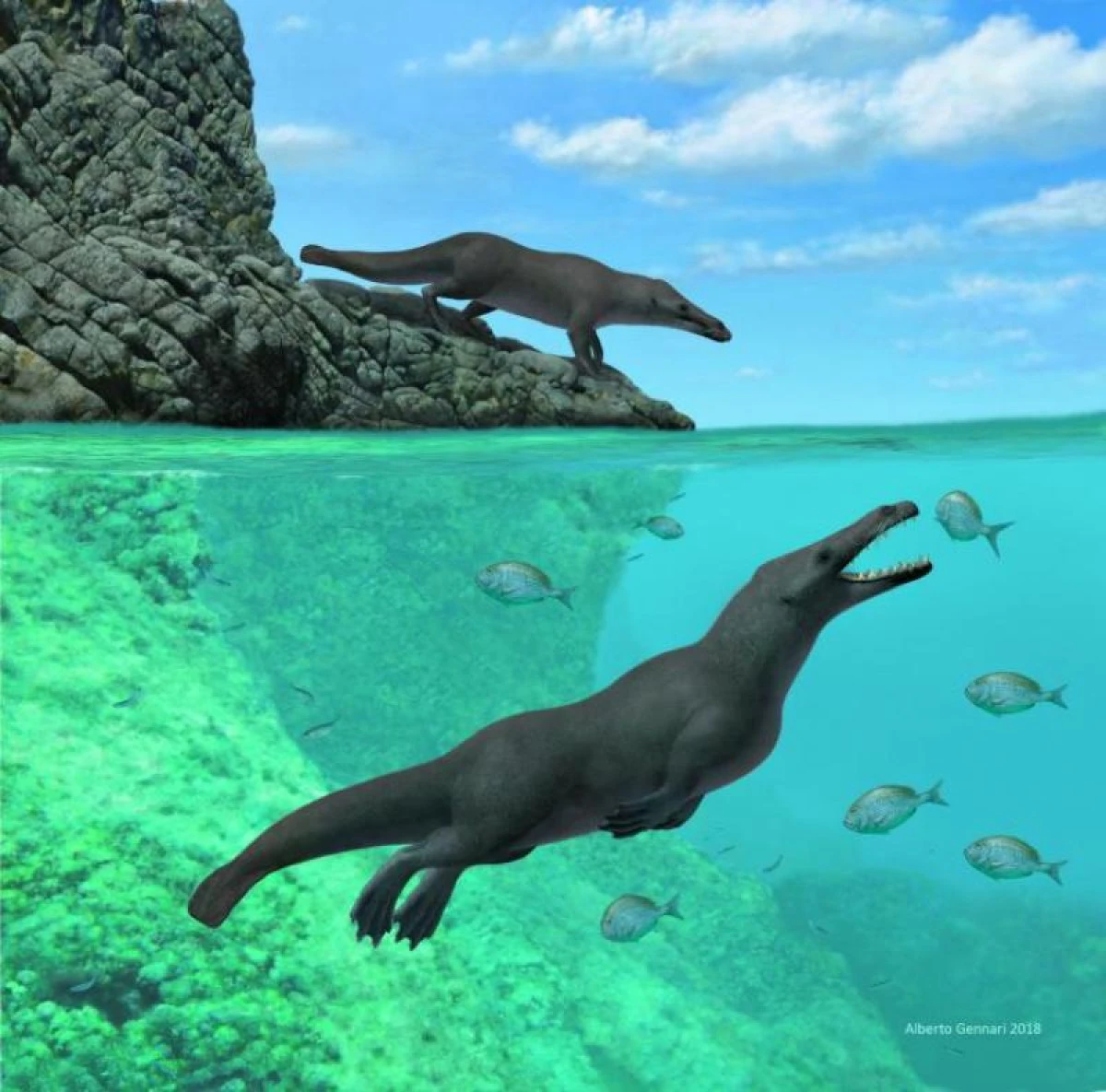 Fosila unei balene cu patru picioare, descoperită în Peru