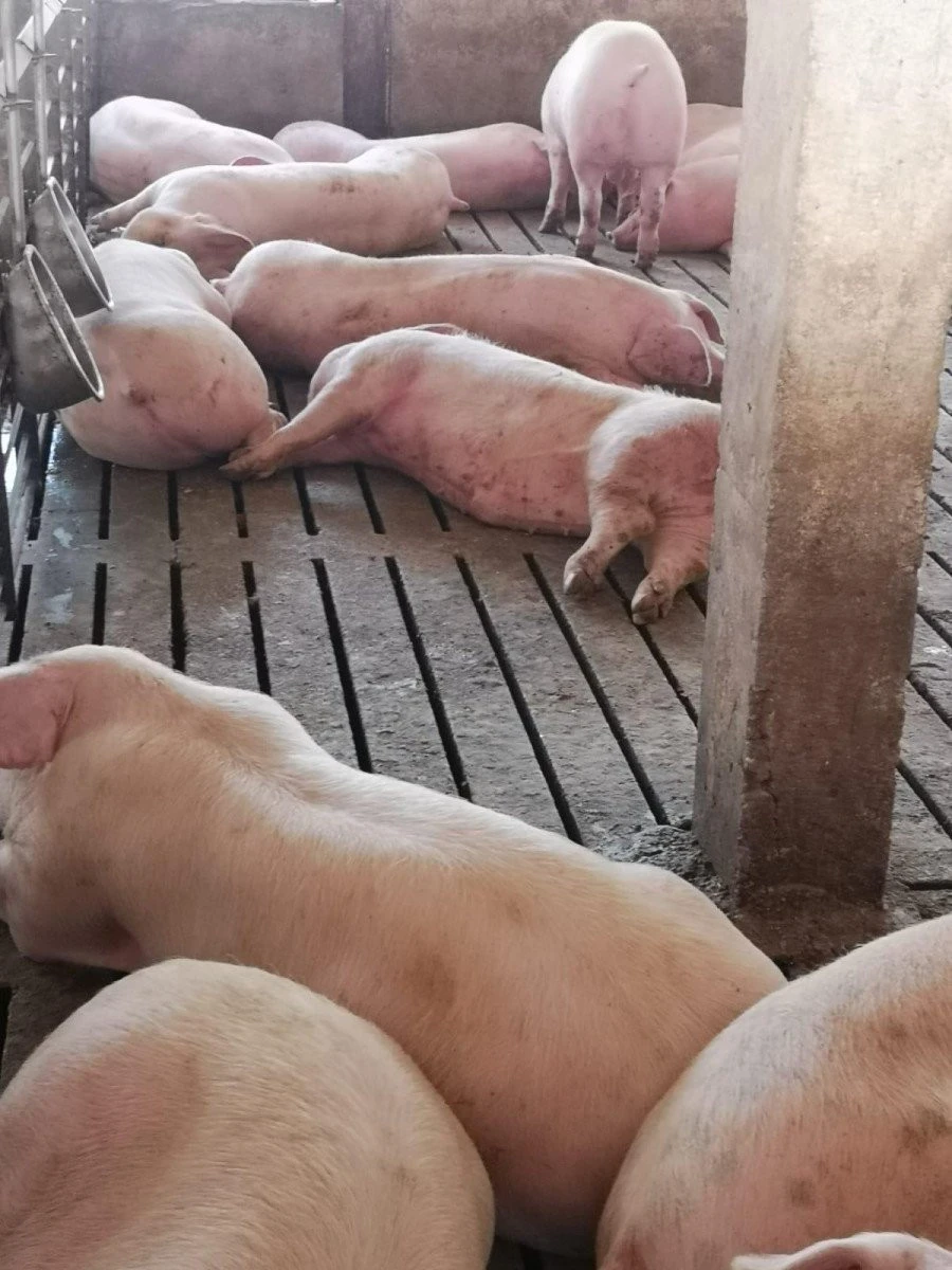 (FOTO )Mii de porci mor pe capete la CAI Curtici