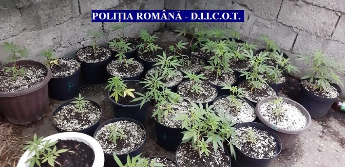 (FOTO) Percheziții la traficanți de droguri din Arad! Trei bărbați au fost reținuți