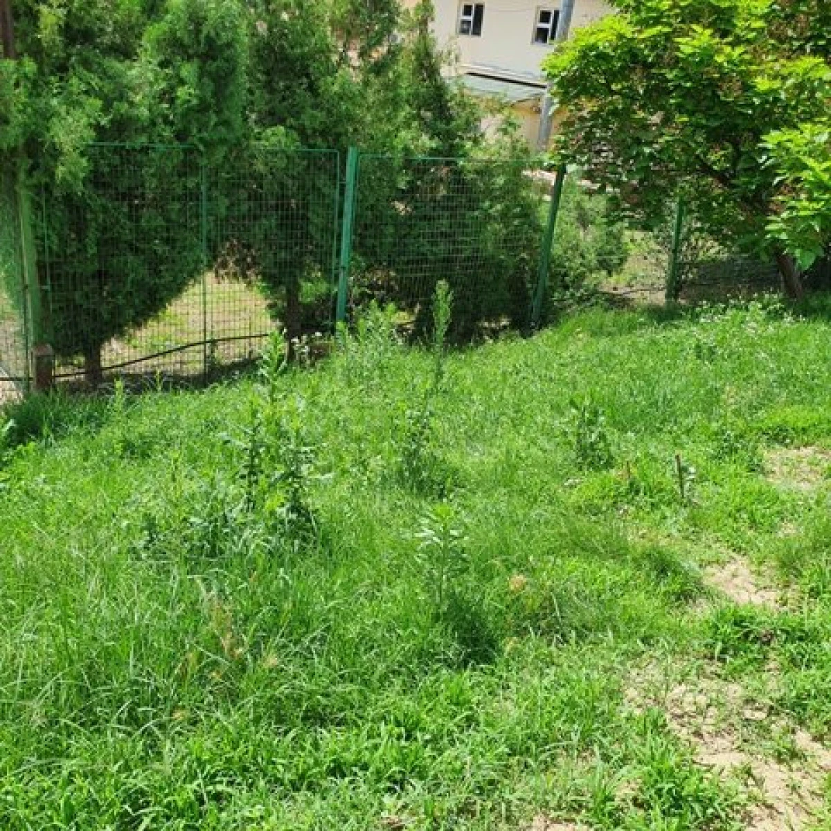 (FOTO) Prințișorul Bibarț ne-a montat becuri noi, să vedem mai bine buruienile de pe malul Mureșului