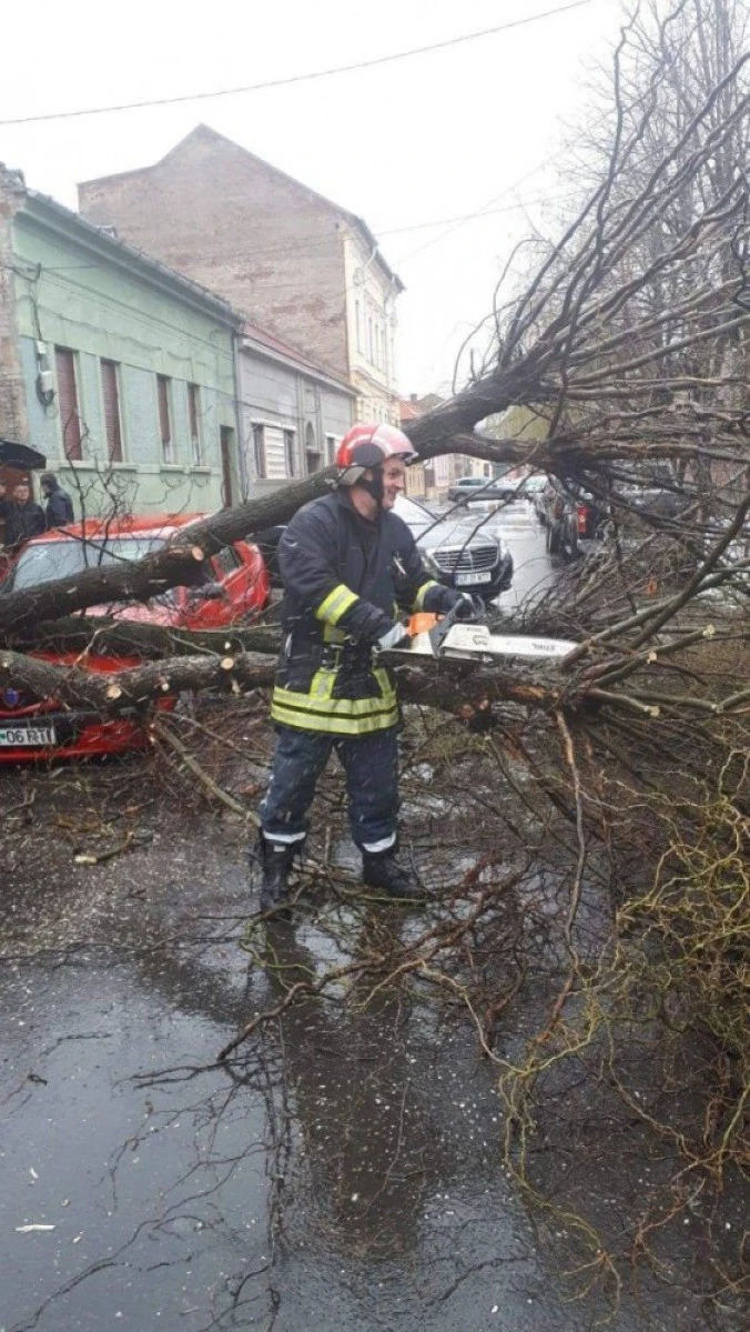 (FOTO) Un copac a căzut peste două mașini, pe strada Octavian Goga