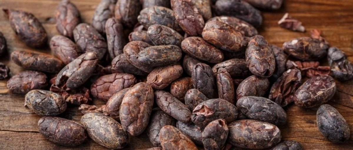 Fructul de cacao reduce riscul de congestii cerebrale
