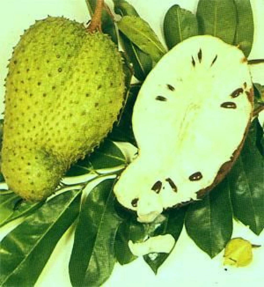 FRUCTUL MIRACULOS CARE DISTRUGE CANCERUL