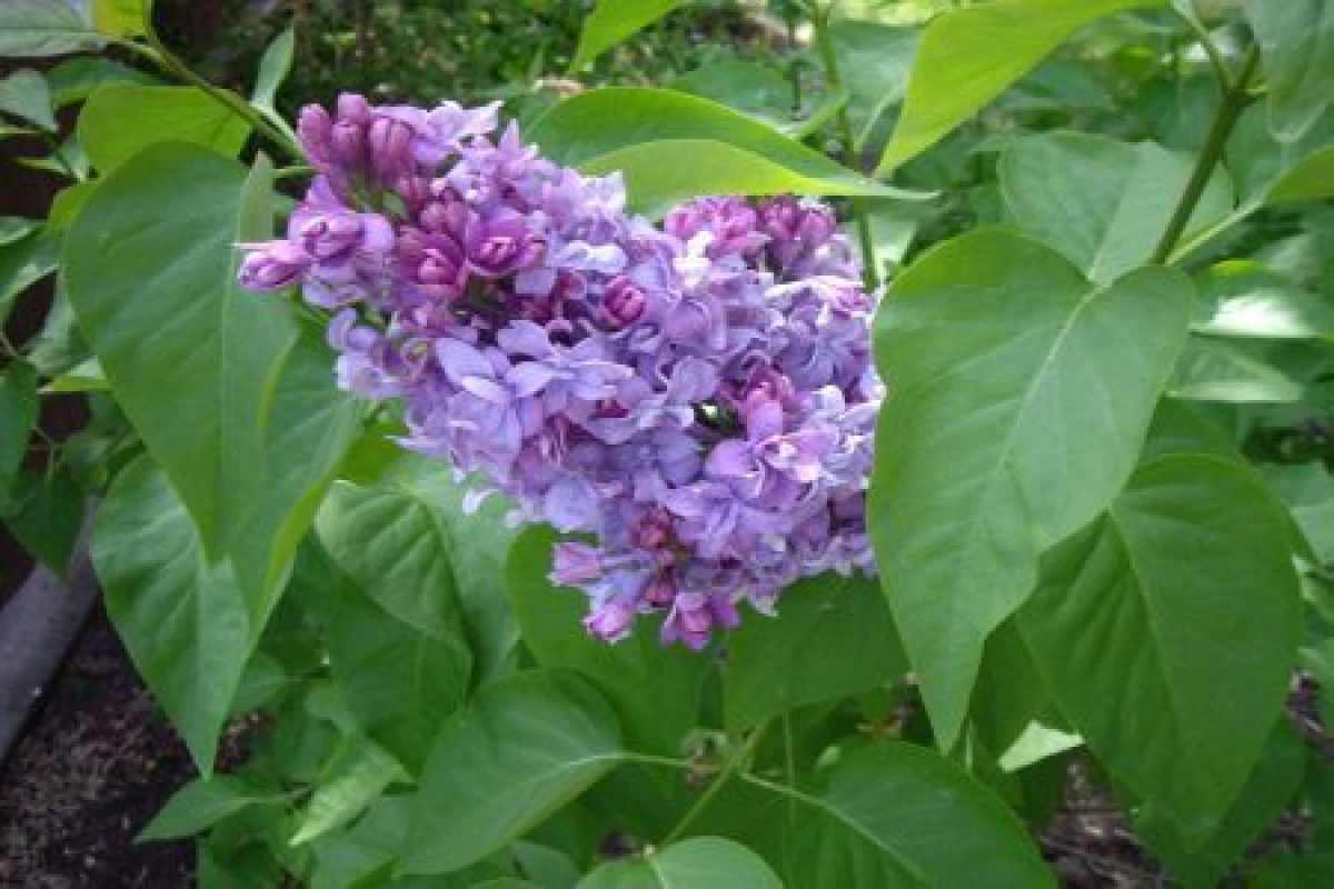 FRUNZELE DE LILIAC AJUTĂ ÎN TRATAREA BRONŞITEI