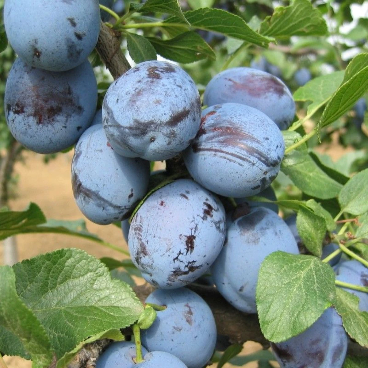 FRUNZELE DE PRUN AU PROPRIETĂŢI DIURETICE