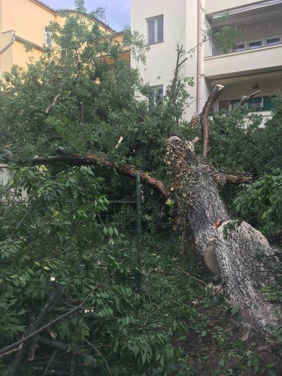 Garda de Mediu a amendat Primăria Arad pentru tăierea arborilor de pe Grigorescu