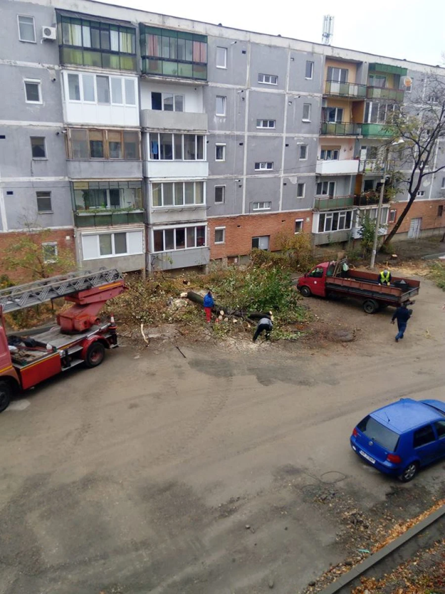 Garda de Mediu a dat amenzi pentru tăierea arborilor, sub umbrela regenerării urbane