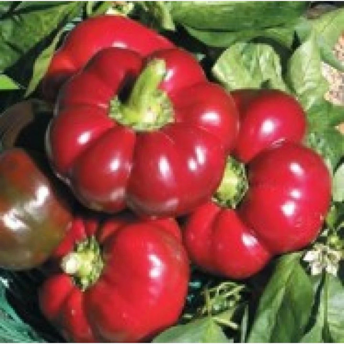 Gogoșarul accelerează și îmbunătățește metabolismul