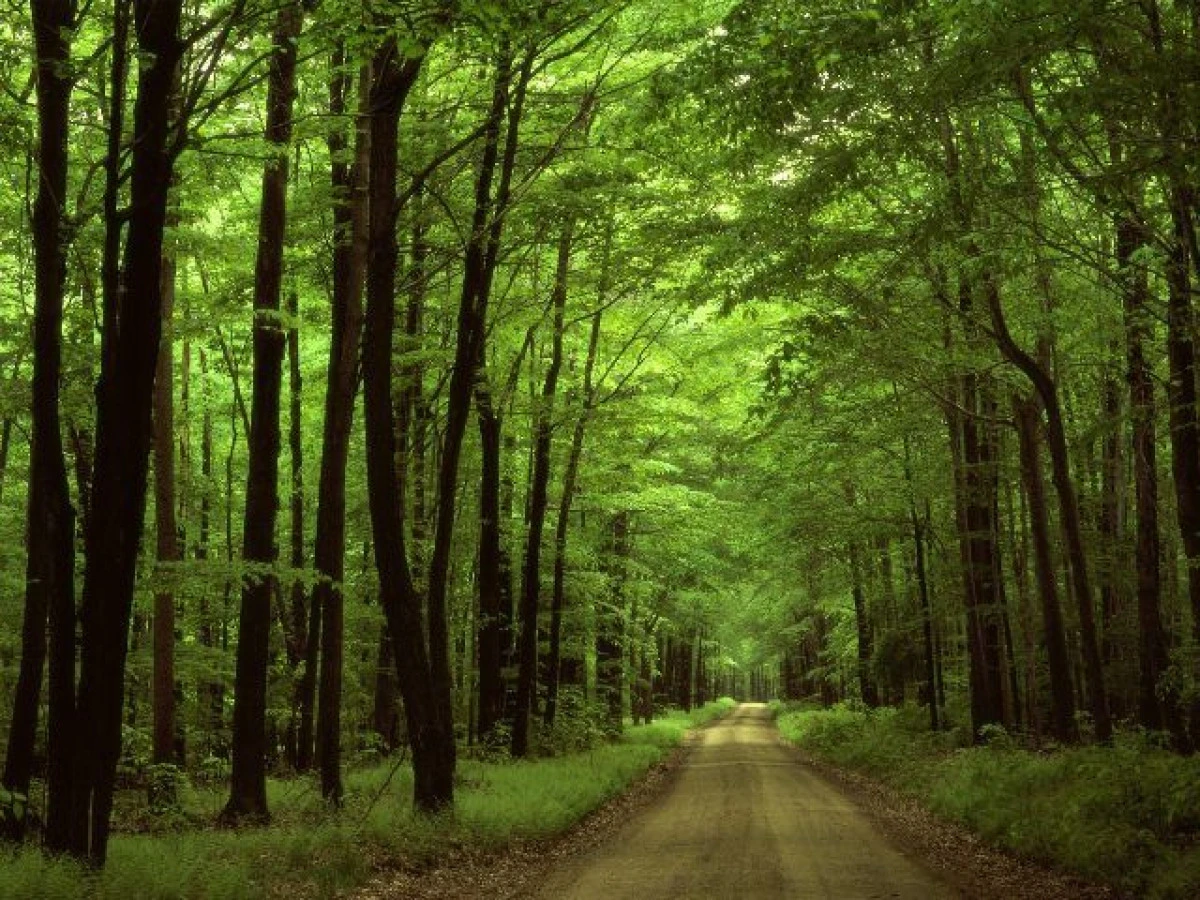 GREENPEACE VREA SĂ INCLUDĂ 845 DE HECTARE DE PĂDURI VIRGINE ÎN CATALOGUL NAȚIONAL