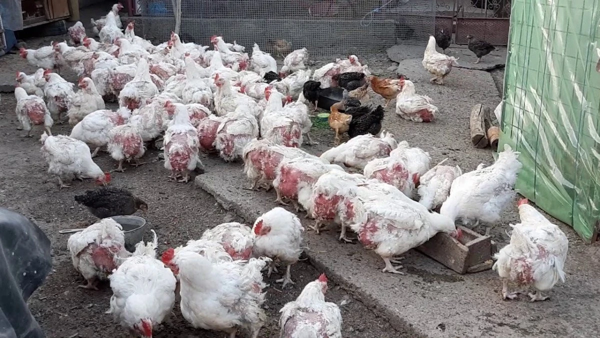 Gripa aviară „taie aripile“ comerțului de păsări vii