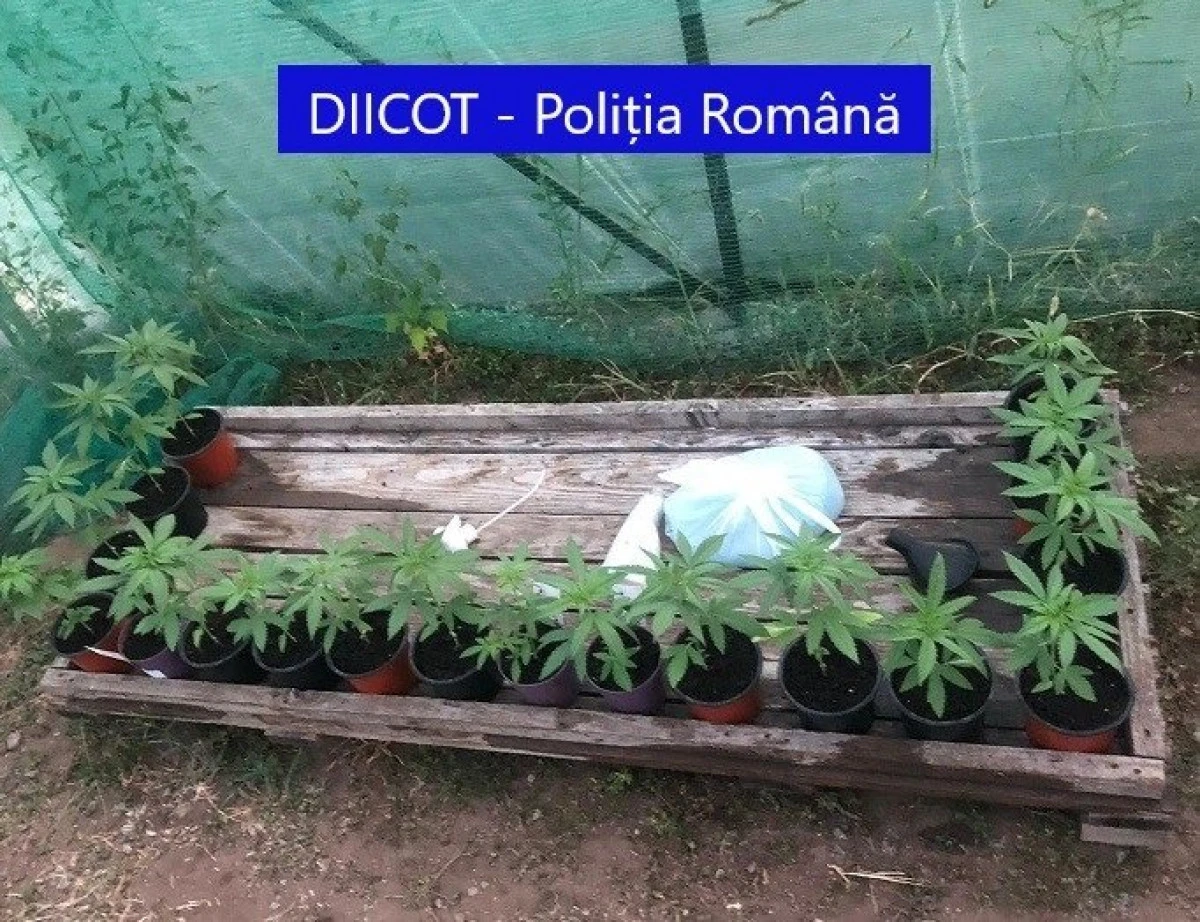 Grup infracțional specializat în trafic de droguri, destructurat