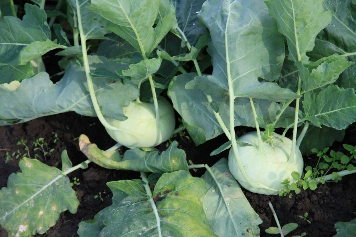 GULIA REGLEAZA NIVELUL GLUCOZEI IN SANGE