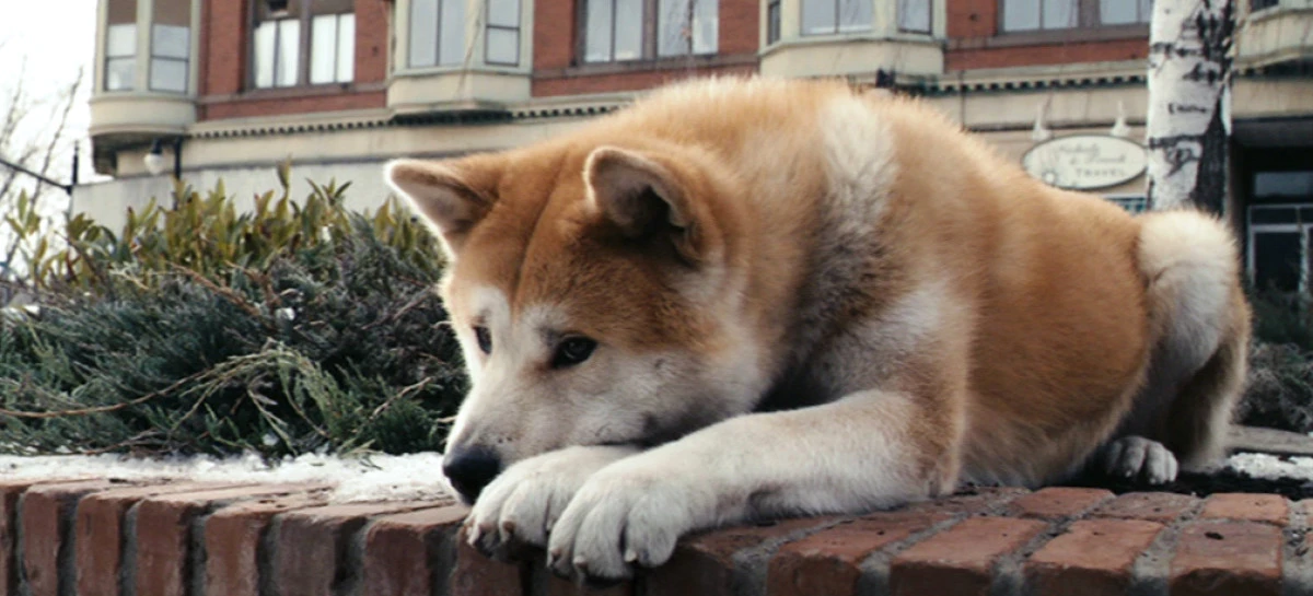 Hachiko - dragoste de câine care a străbătut decenii de viață