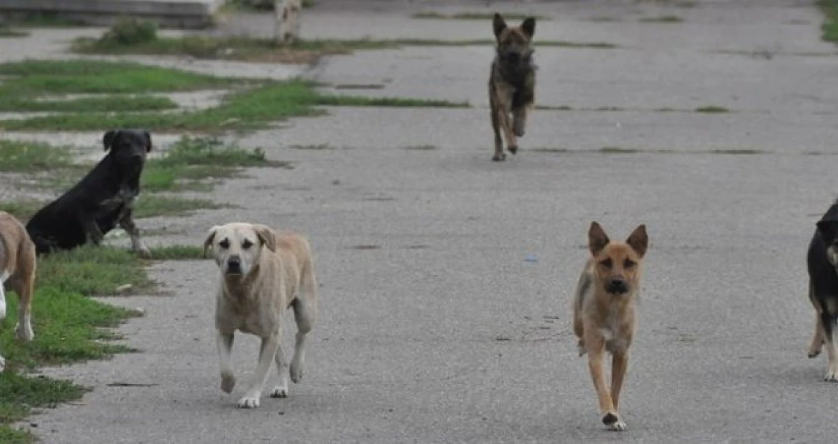 Haitele de câini fac legea pe străzile Aradului. O femeie era să fie sfâşiată