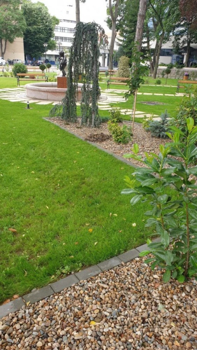 Hoții au furat arbuștii ornamentali din noul parc Bujor Buda