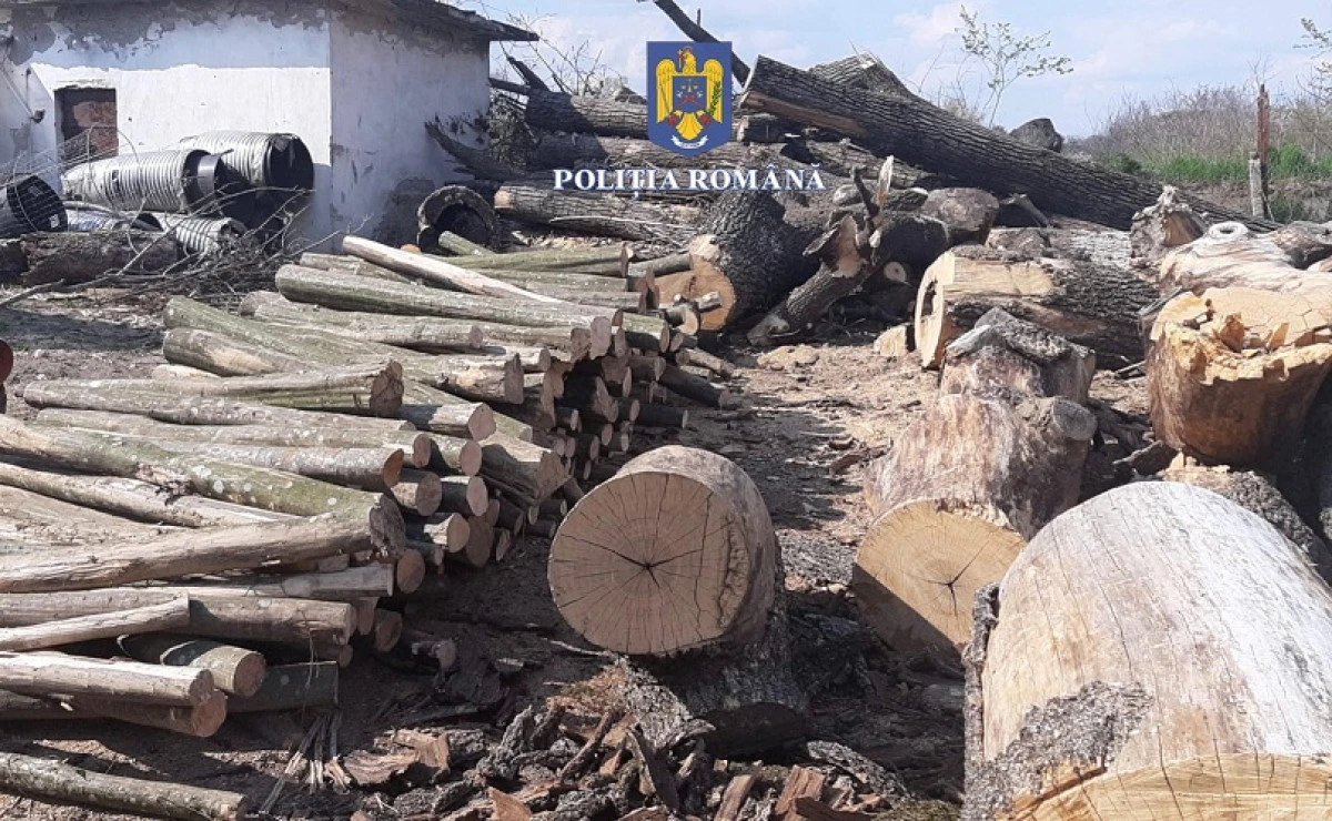 Hoții de lemne din zona Ineu și Beliu au fost „ciupiți" de organele legii
