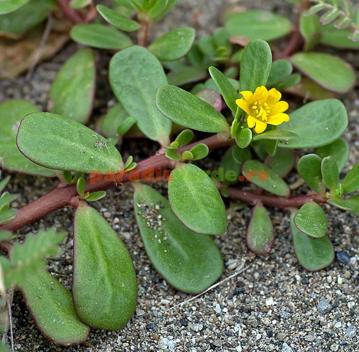 IARBA GRASĂ UN VERITABIL ALIMENT NATURAL