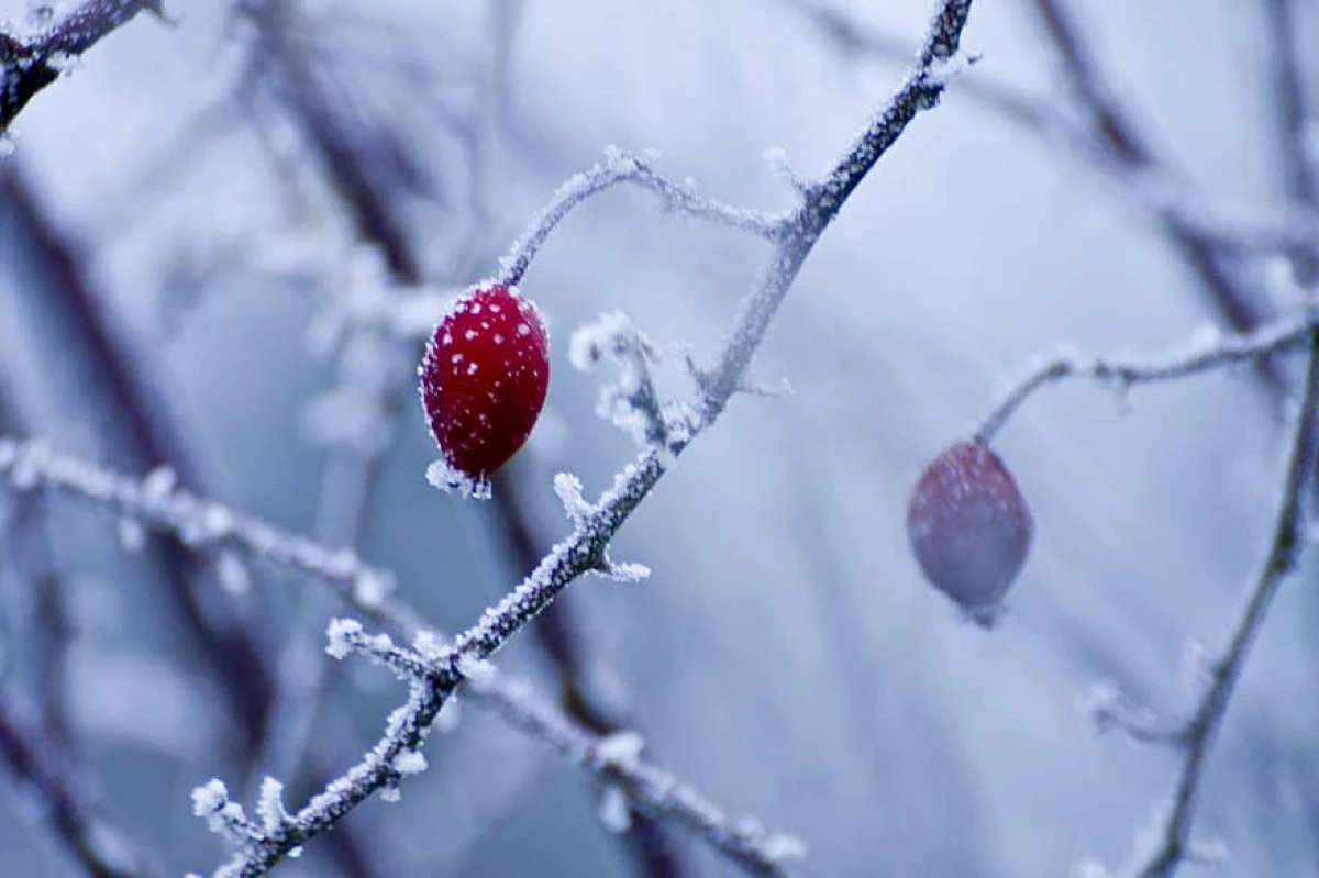 Iarna își intră în drepturi! Prognoza meteo pentru următoarele 4 săptămâni