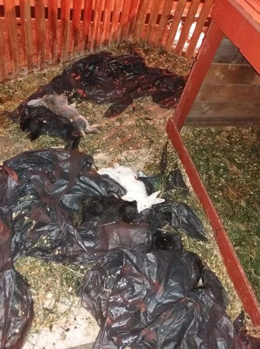 Iepuraşii din faţa Primăriei Arad au fost ucişi de câinii fără stăpân