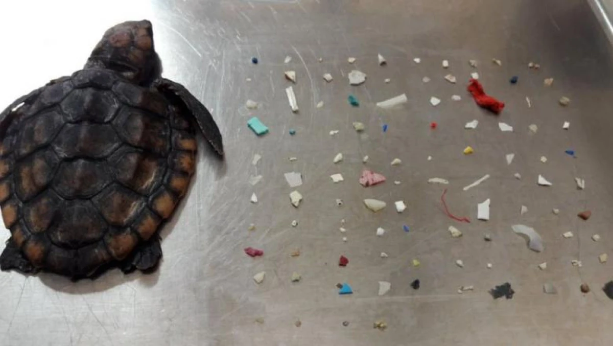 Imaginea care a stârnit revoltă. Un pui de țestoasă a murit după ce a înghițit 104 bucăți de plastic