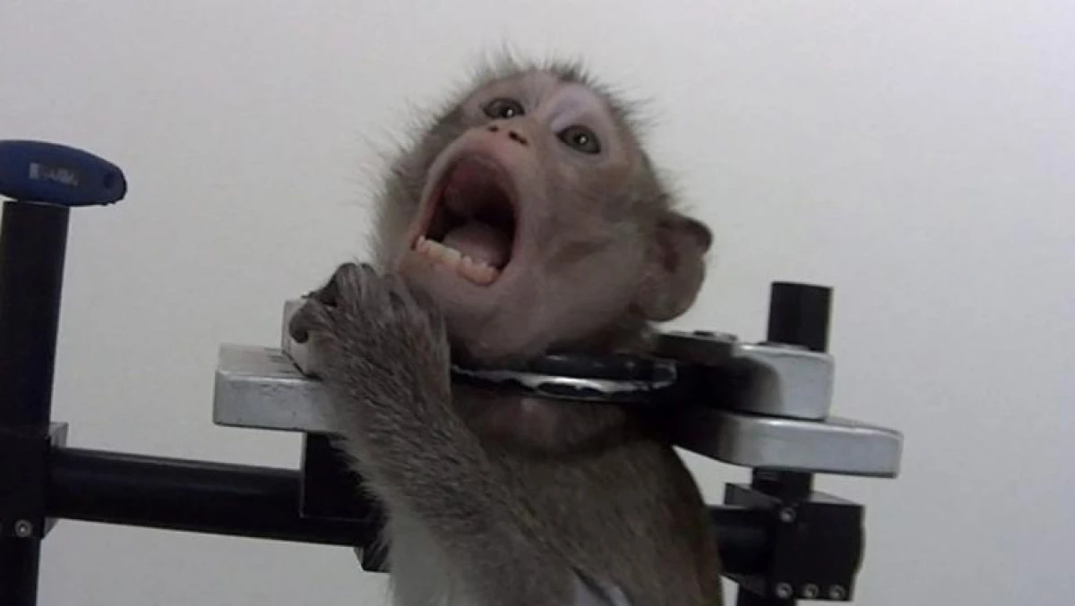 Imagini cumplite într-un laborator de testare. Chinurile la care sunt supuse animalele